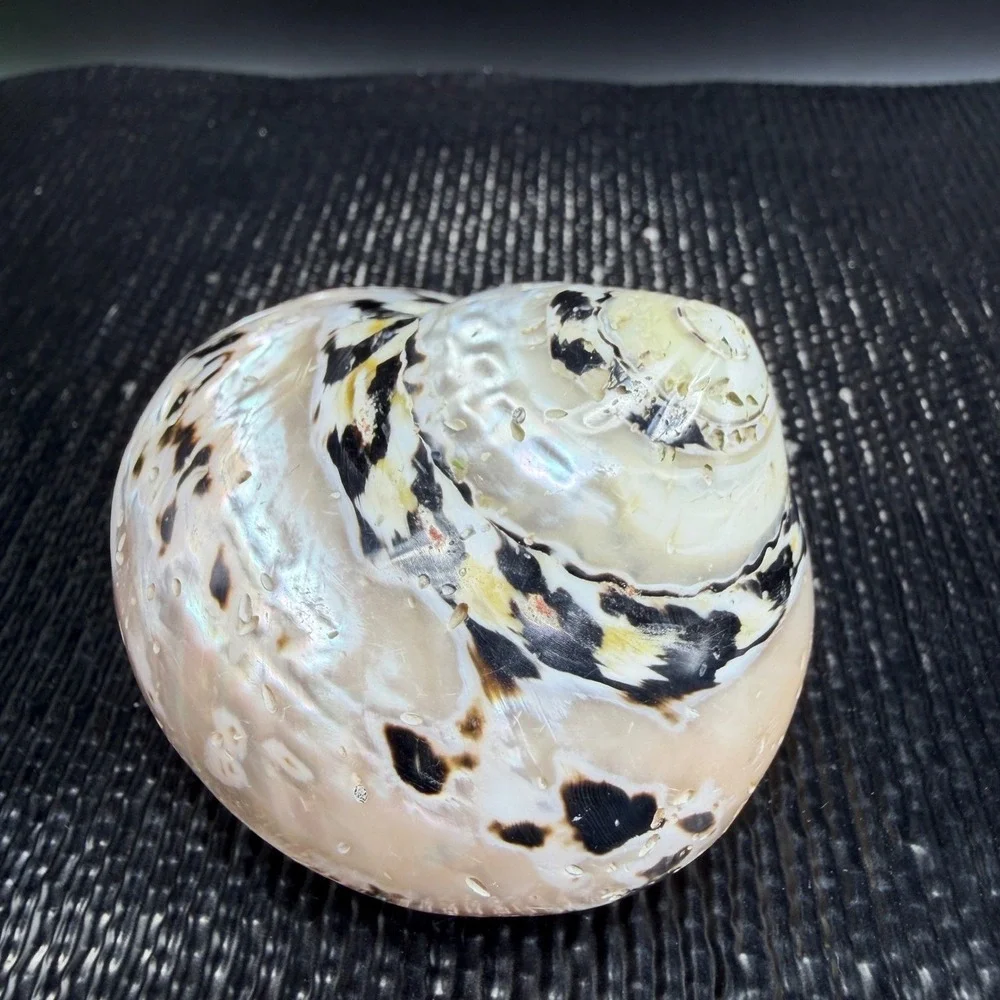 Polished Turbo Marmoratus Sea Shell Pearlescent Green Turban Mother of Pearl 3